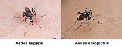 Aedes aegypti fotos cómo es el mosquito del dengue