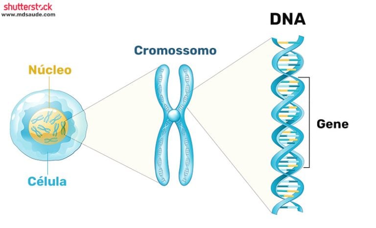 S Ndrome De Patau O Que A Trissomia Do Cromossomo