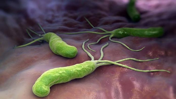 e-coli-ilustracao E-coli