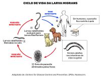 Bicho Geogr Fico Larva Migrans Cut Nea