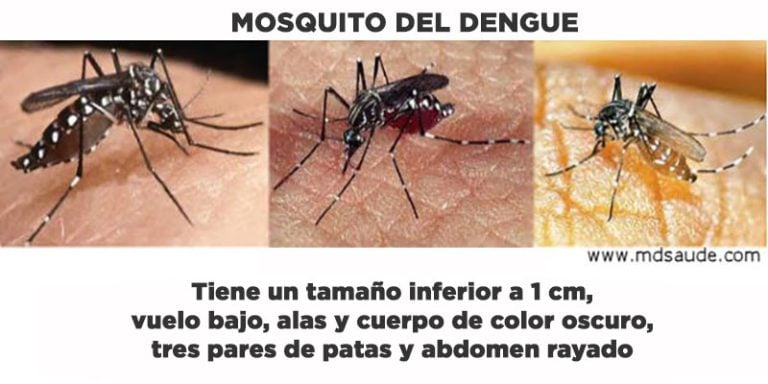 Aedes Aegypti Fotos C Mo Es El Mosquito Del Dengue