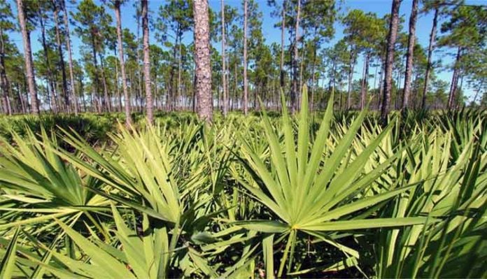 saw-palmetto Saw palmetto