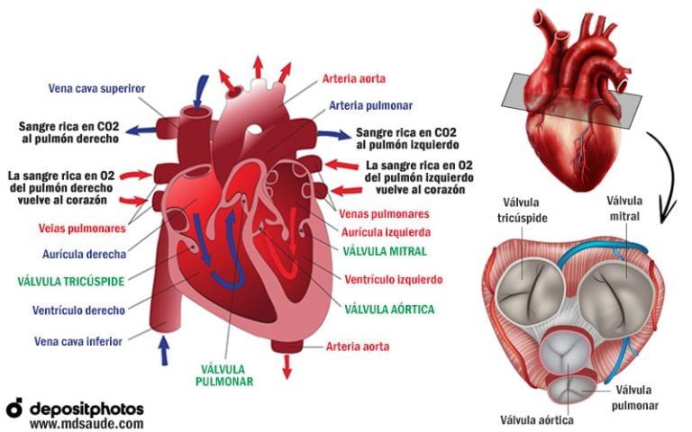 Endocarditis qué es síntomas tratamiento y profilaxis