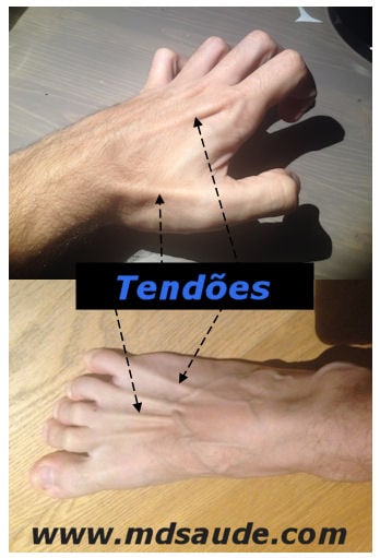 Tendões