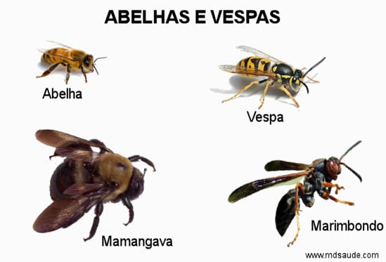 Qual a vespa com a picada mais dolorosa do mundo? Conheça 5 espécies