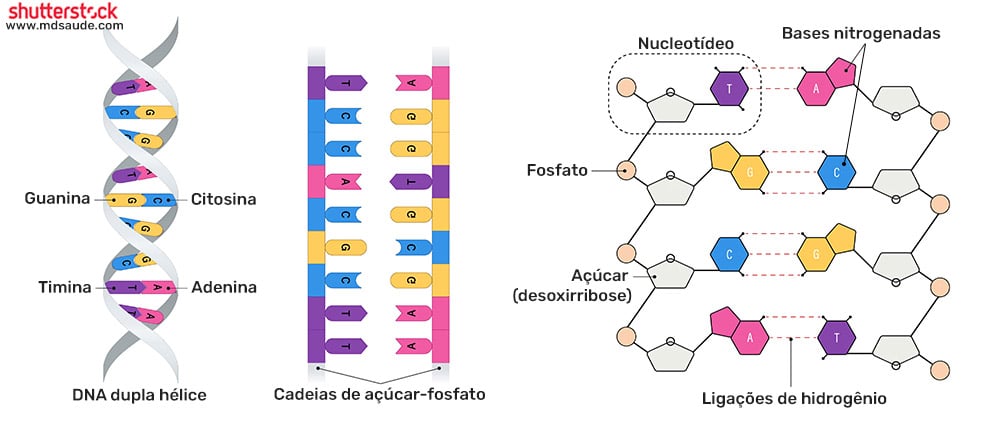 Estrutura do DNA