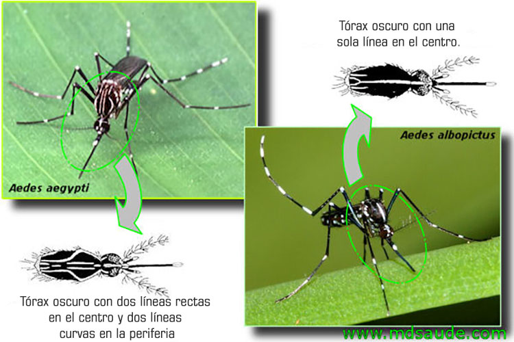 Aedes Aegypti (fotos): ¿cómo Es El Mosquito Del Dengue?