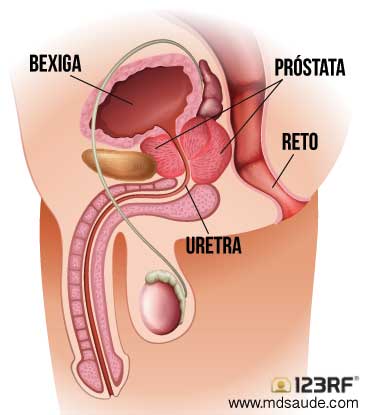 anatomia-prostata.jpg