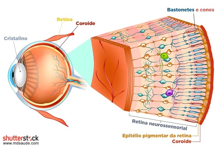Descolamento da Retina  Oculari Hospital Oftalmológico