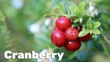 cranberry