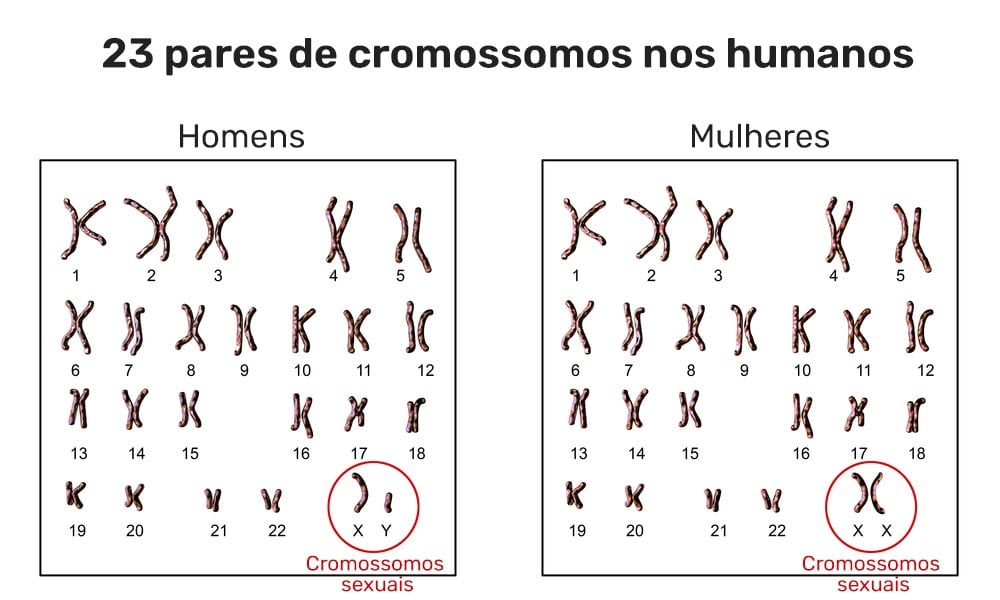 23 pares de cromossomos humanos