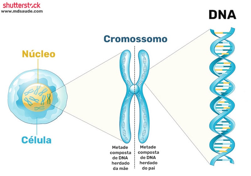 Cromossomo