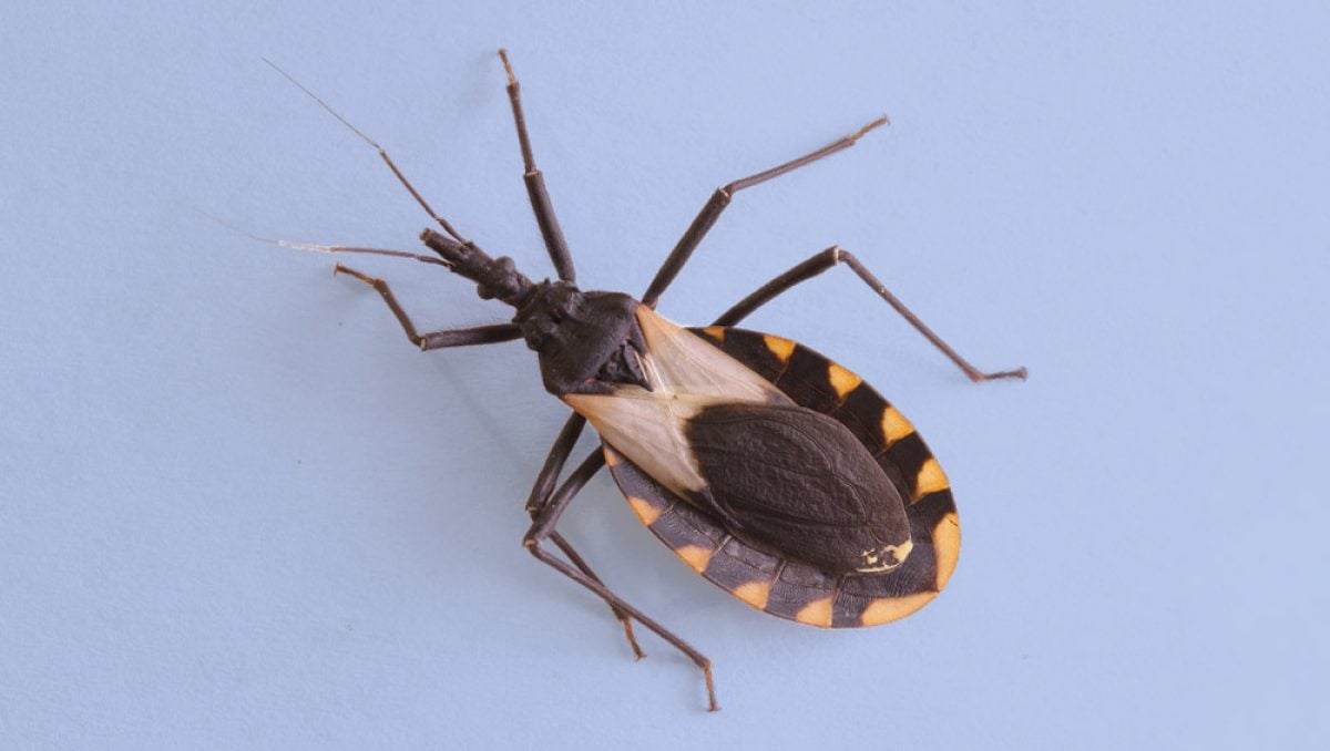 Doença de Chagas: causas, sintomas e tratamento | MD.Saúde