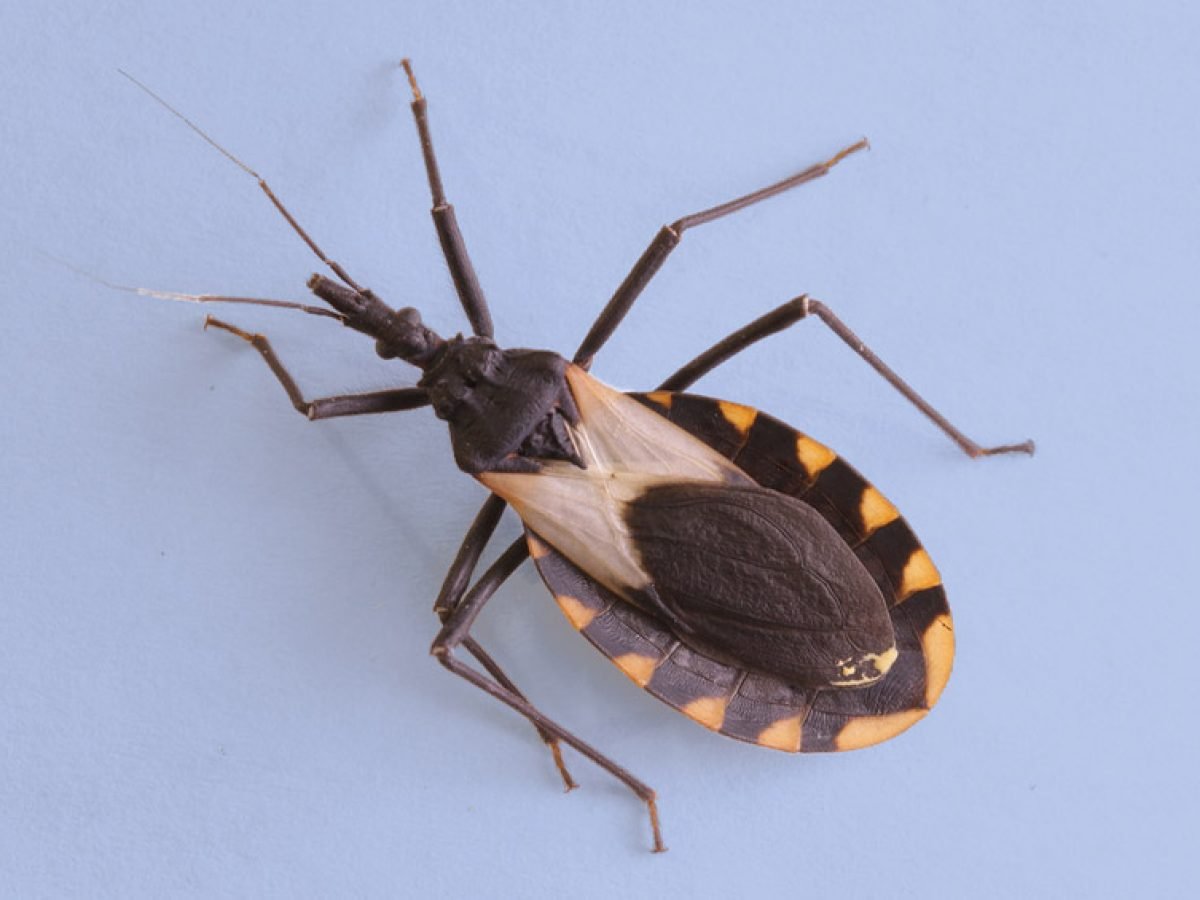 Doença de Chagas: causas, sintomas e tratamento | MD.Saúde