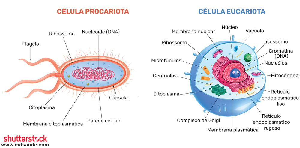 Célula procariota e eucariota