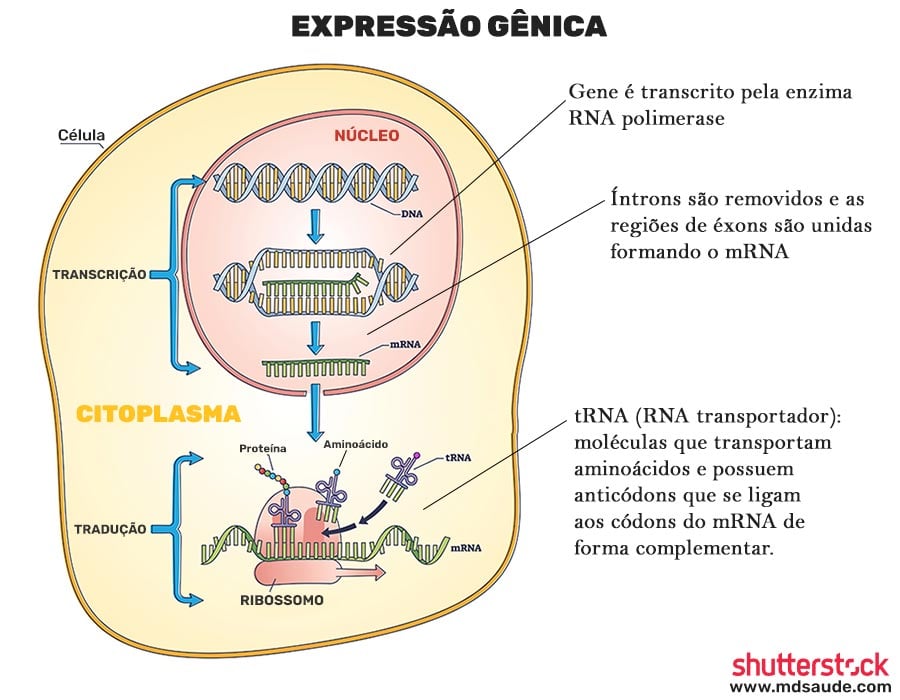 Expressão gênica