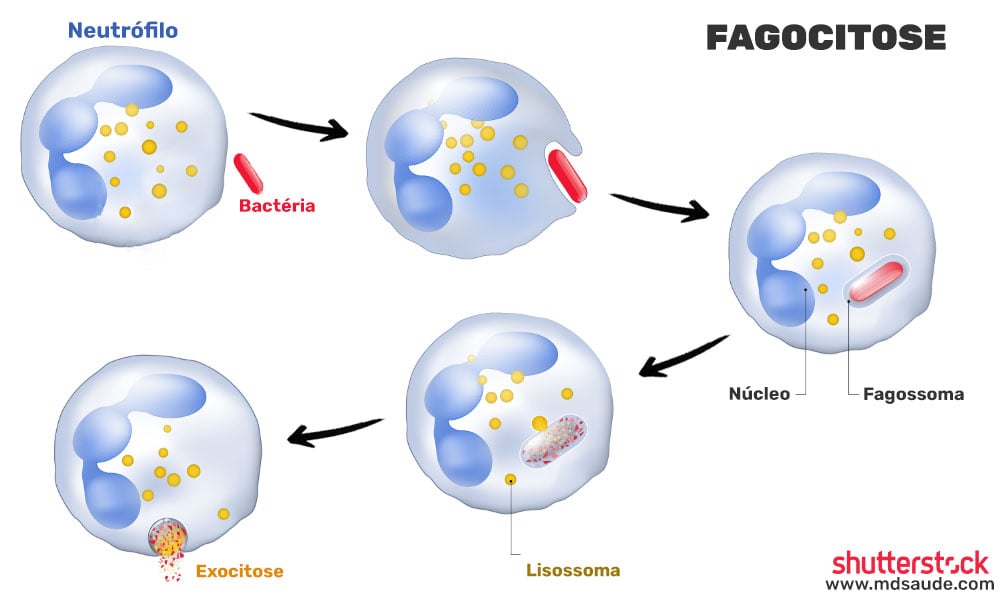 Processo de fagocitose