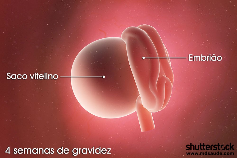 Embrião 4 semanas de gravidez