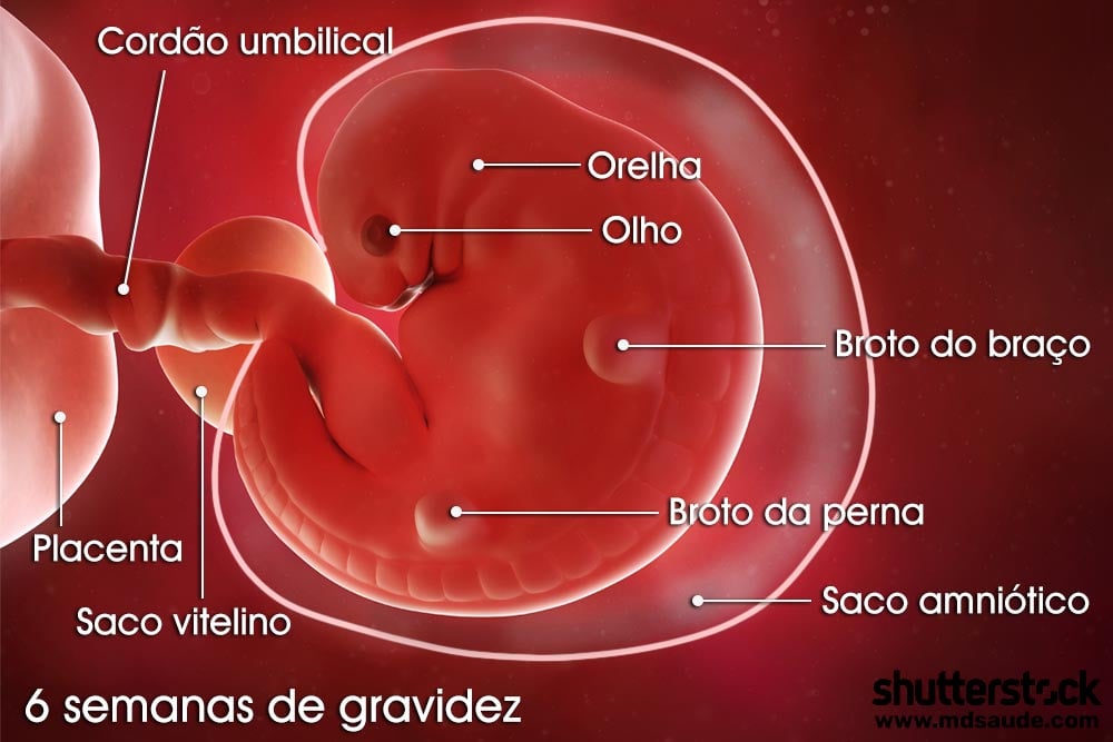 Embrião com 6 semanas de gravidez