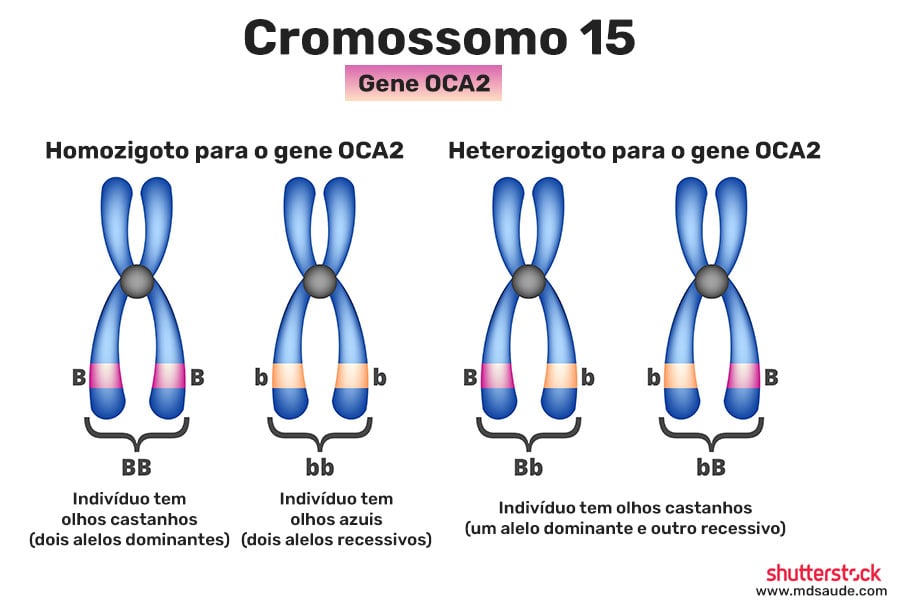 Heterozigoto e homozigoto