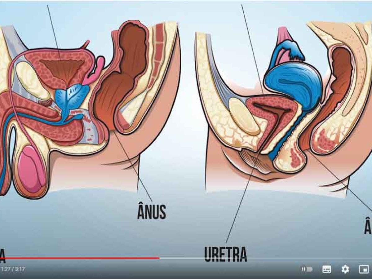 Vídeo: por que as mulheres têm mais infecção urinária que os homens?