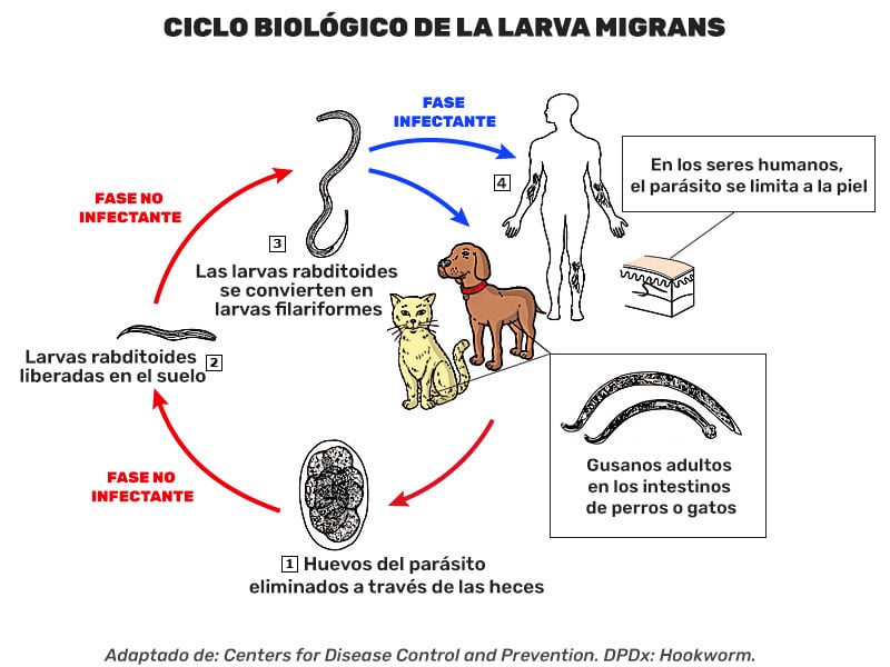 Ciclo biológico de la larva migrans