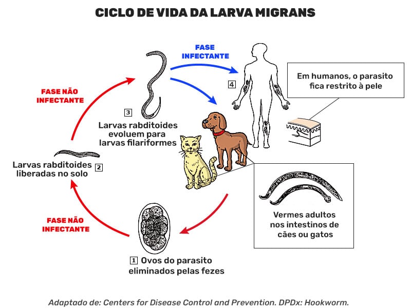 Ciclo de vida da Larva migrans