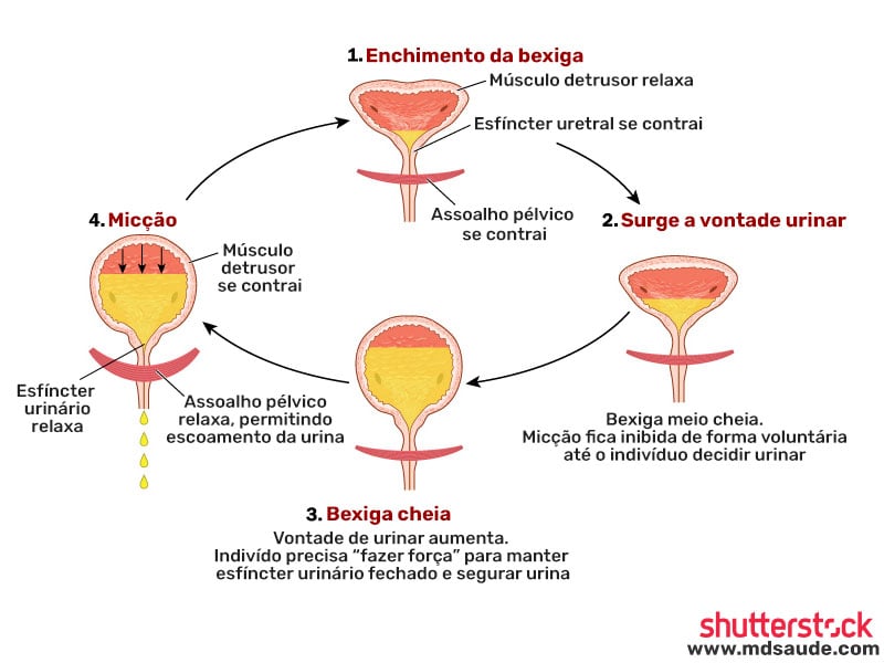 Processo de micção