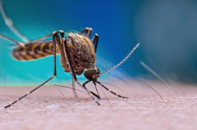AEDES AEGYPTI Aprenda a reconhecer o mosquito da dengue MD Saúde