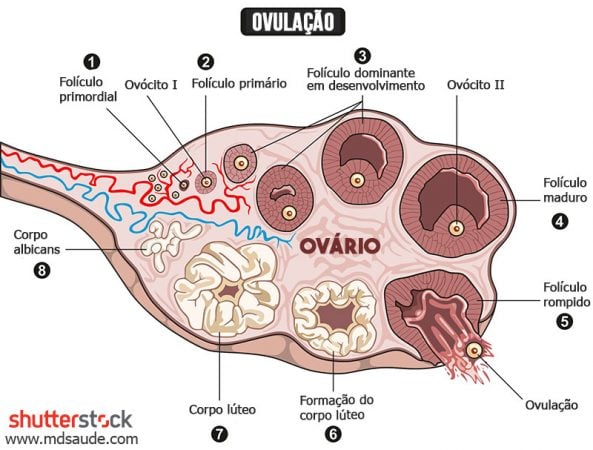 Ovulação Sintomas Causas E Testes Diagnósticos • Mdsaúde 3739