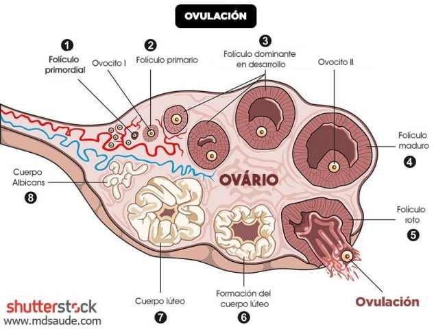 Ovulación Qué Es Síntomas Test Y Calculadora Mdsaúde 7340