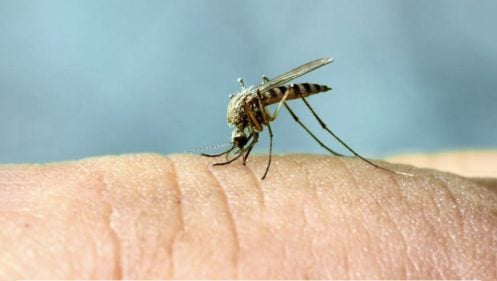 Picada de vespa: sintomas, tratamento, prevenção e fotos – Multiplag