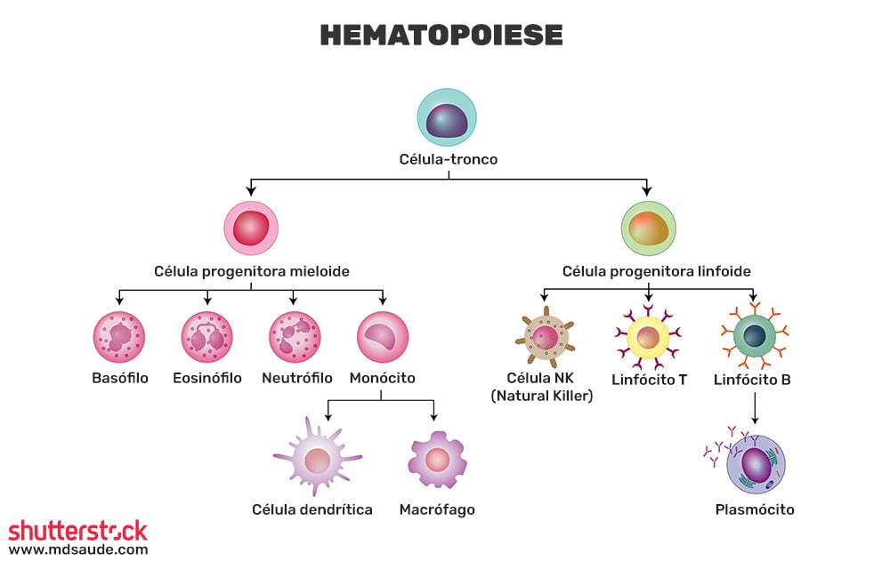 Tipos de leucócitos a partir das suas células progenitoras na medula óssea