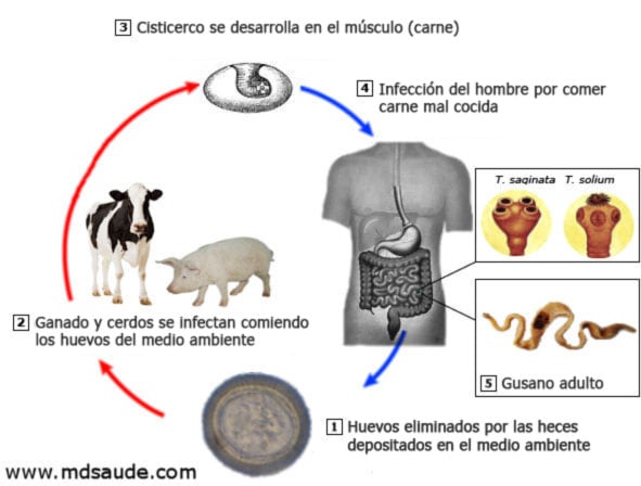 Ciclo de vida de la tenia